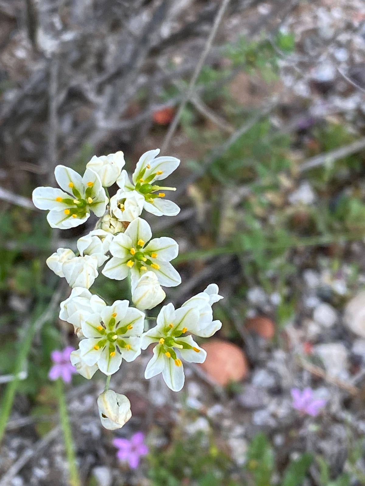 Flora nativa — flores blancas