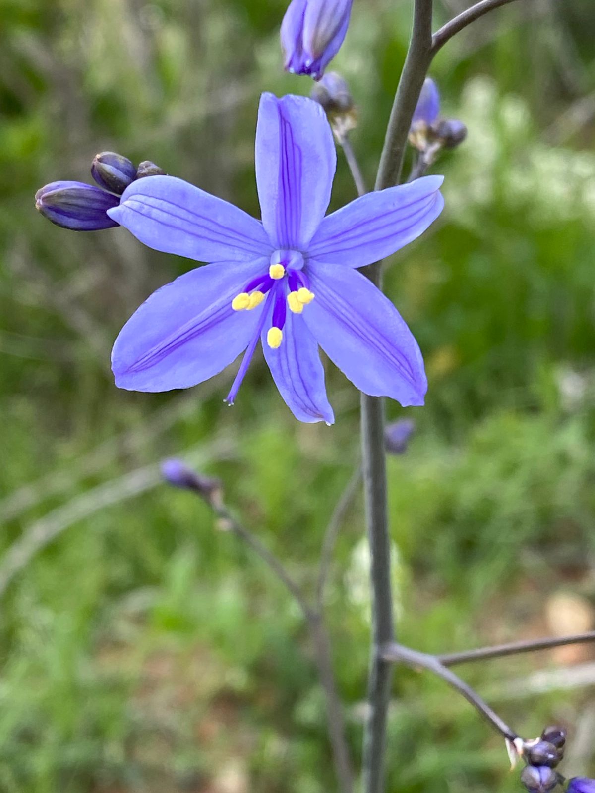 Flora nativa — flor azul