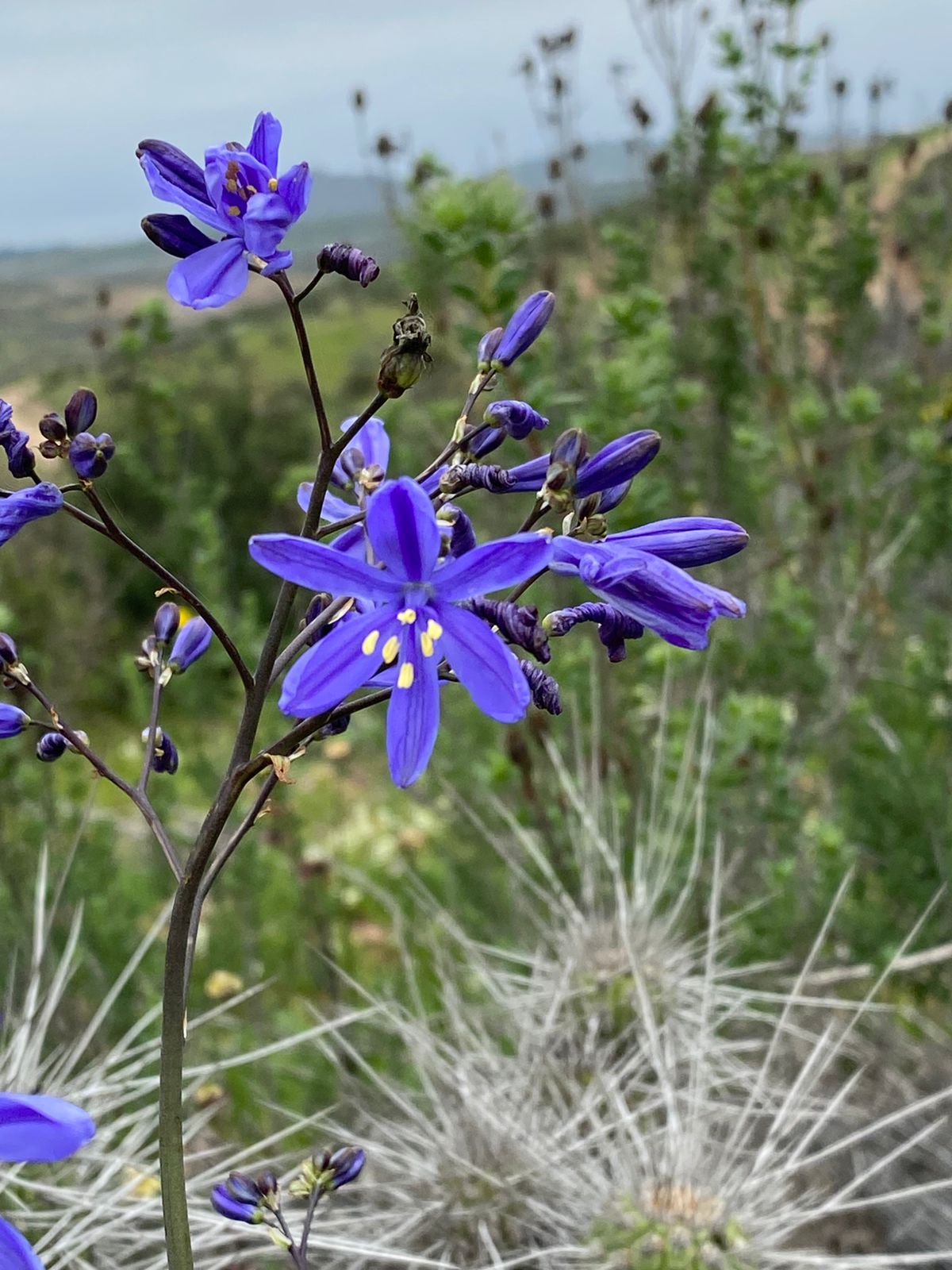 Flora nativa — flores moradas