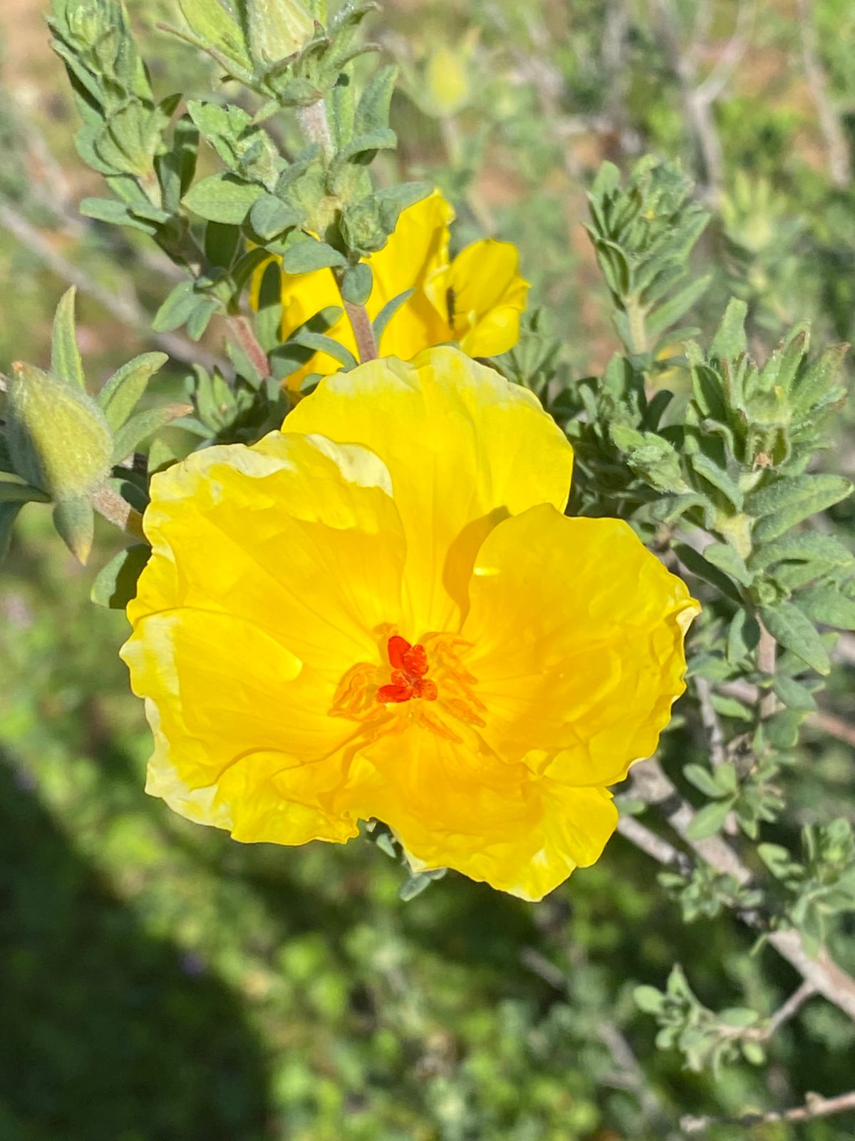 Flor amarilla nativa