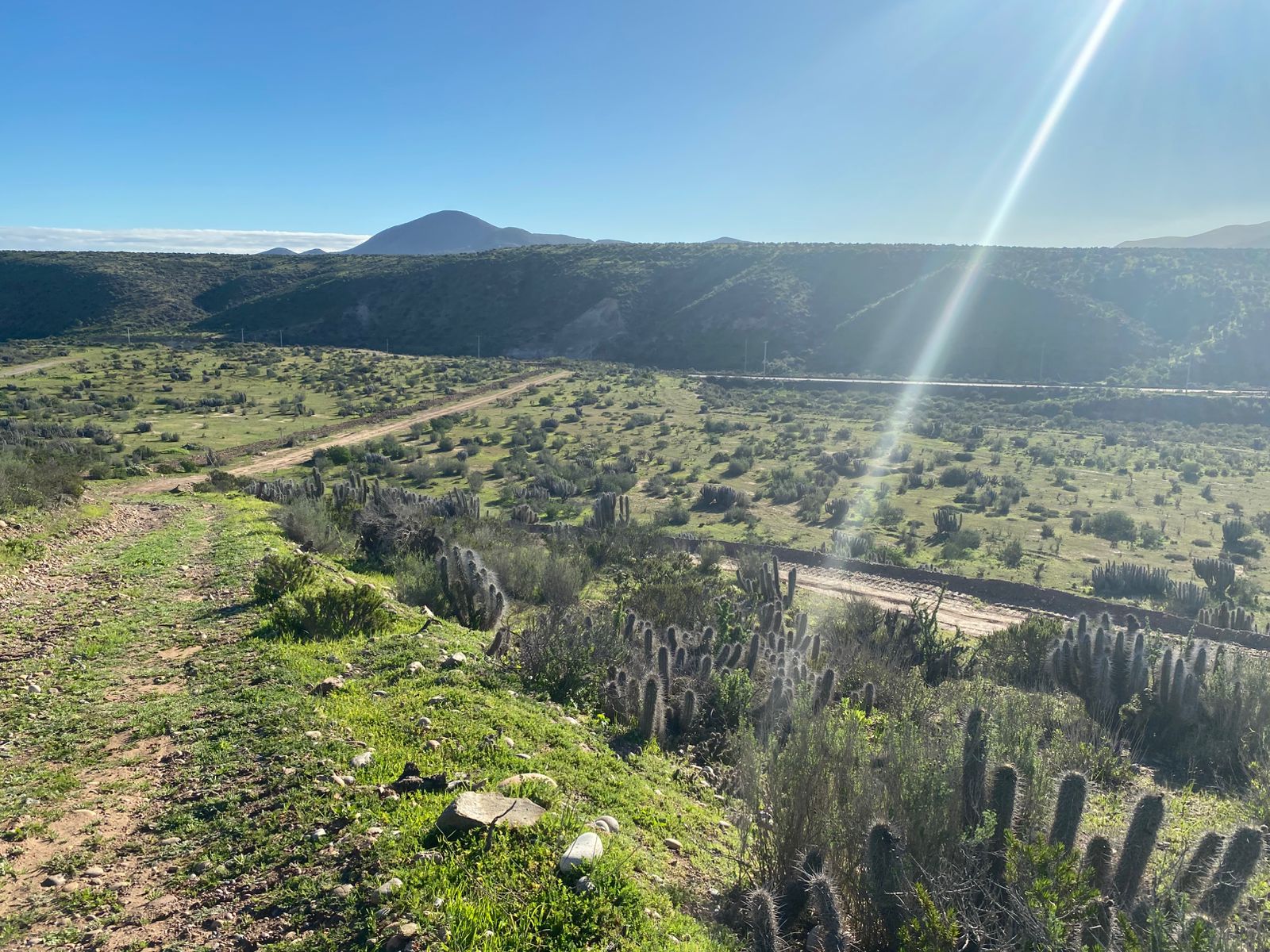 Cactus y vegetación nativa